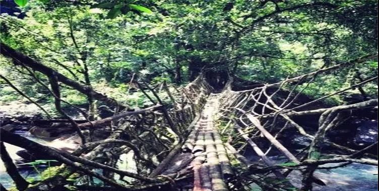 印度神奇的“树桥”，站50人不倒！ 