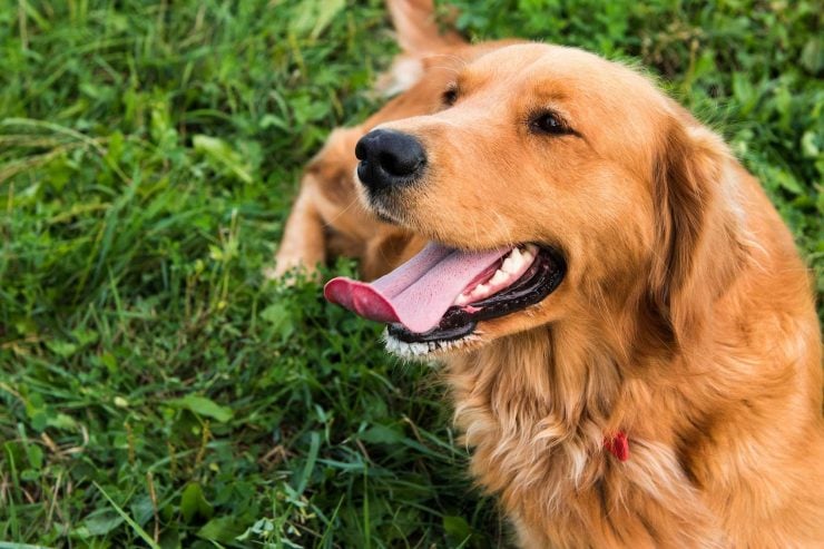 为什么狗狗在热天爱伸出舌头？