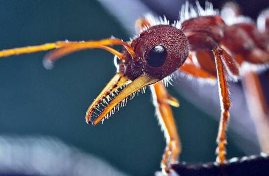 世界上最大的蚂蚁，巨型公牛蚁咬人一口超级疼