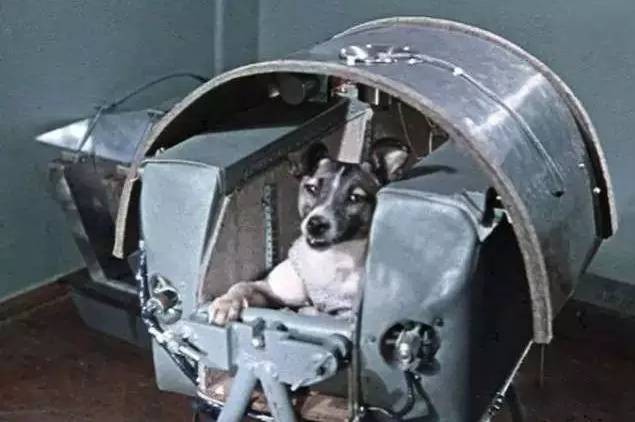 第一只进入太空的狗狗叫什么？