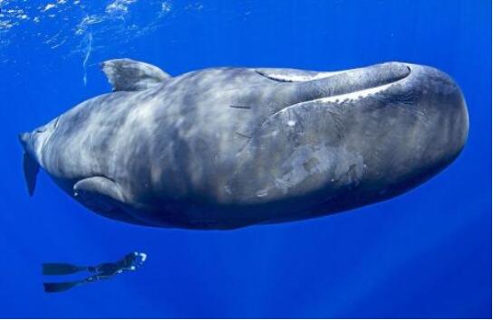 世界上潜水时间最长的鲸，抹香鲸(它的粪便竟是龙涎香)