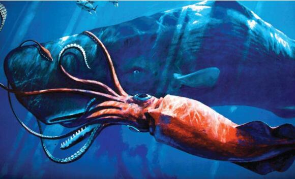 世界上潜水时间最长的鲸，抹香鲸(它的粪便竟是龙涎香)