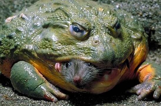 世界上最凶猛的青蛙，非洲牛箱头蛙可活吞老鼠(体型世界第二)