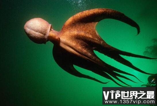 世界上最大的章鱼，北太平洋巨型章鱼(重达272公斤)