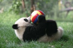 国宝大熊猫沦落街头卖艺