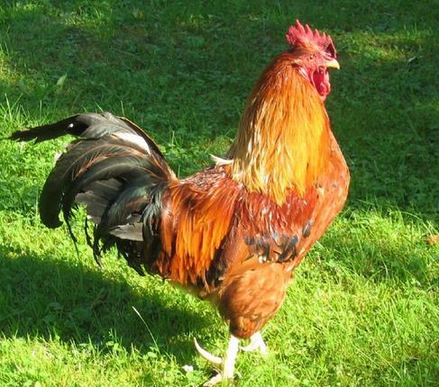 鸡竟然是世界上数量最多的鸟类