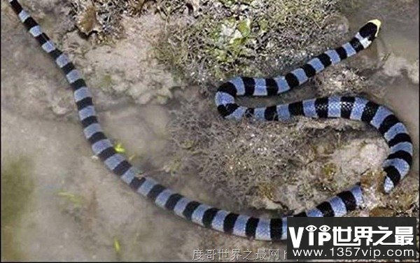 海洋中最毒的蛇之一：艾基特林海蛇