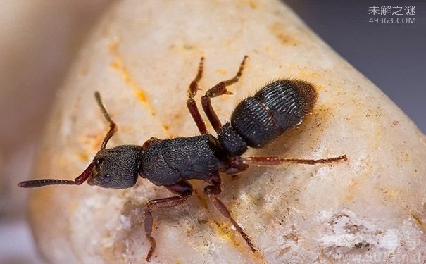 世界上最大的蚂蚁:性情很凶暴更有超强的视力