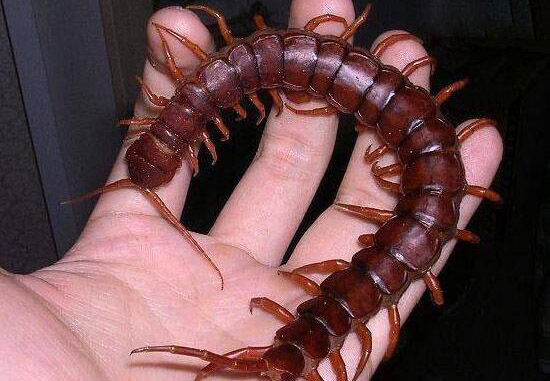 工地惊现“蜈蚣精”体长1.2米的中国红巨龙蜈蚣