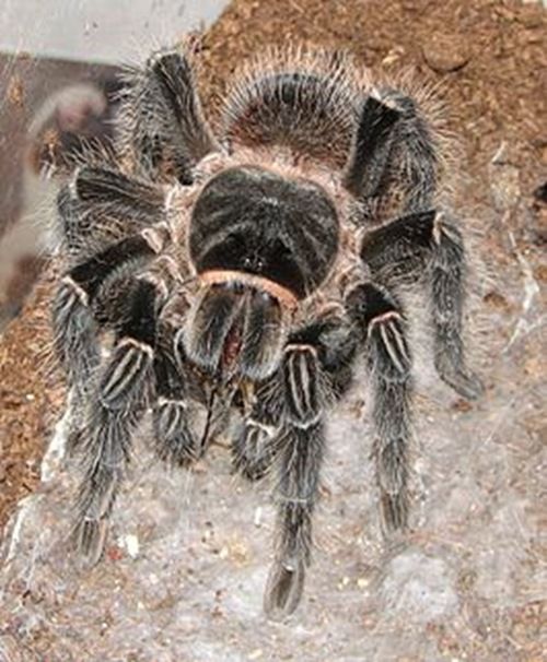 世界最重的蜘蛛 食鸟蛛