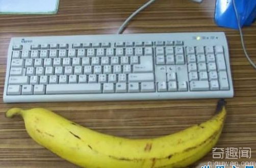 世界上最大的香蕉 一个人吃不完