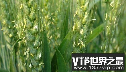 小麦有花吗？小麦花是世界上寿命最短命的花？