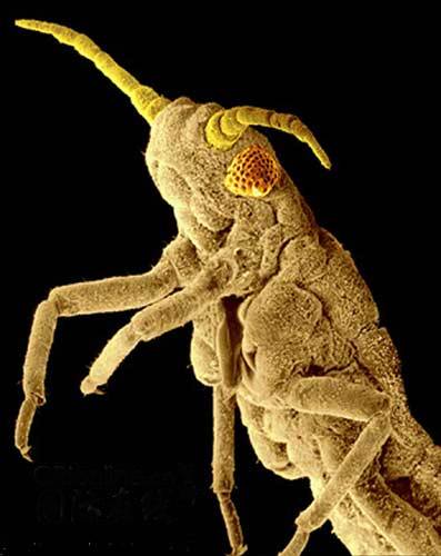 盘点世界十大丑陋动物-俄罗斯小麦蚜虫