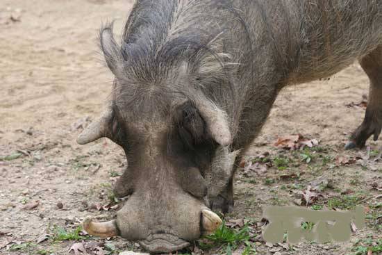 盘点世界十大丑陋动物-疣猪