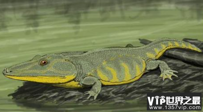 史前最大青蛙：虾蟆螈，头大尾巴短，以鱼类与恐龙为食 