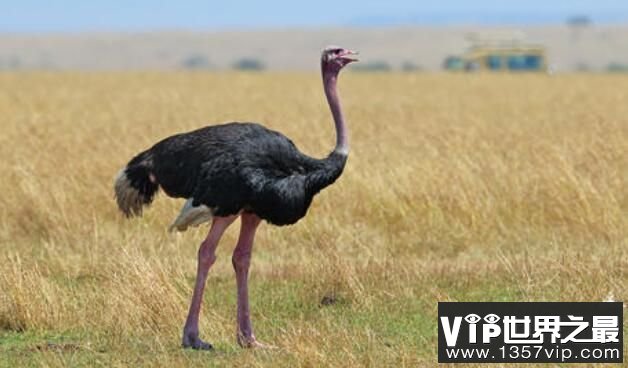 现存世界上最大的鸟：鸵鸟，身高2.5米，体重150千克 