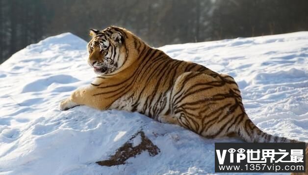世界上最大的老虎：西伯利亚虎，体长3米，体重350公斤