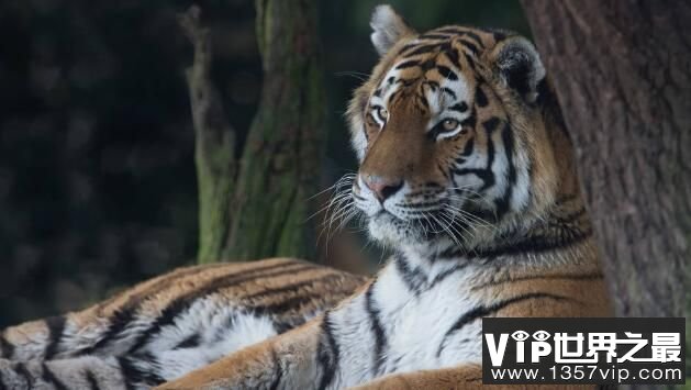 世界上最大的老虎：西伯利亚虎，体长3米，体重350公斤