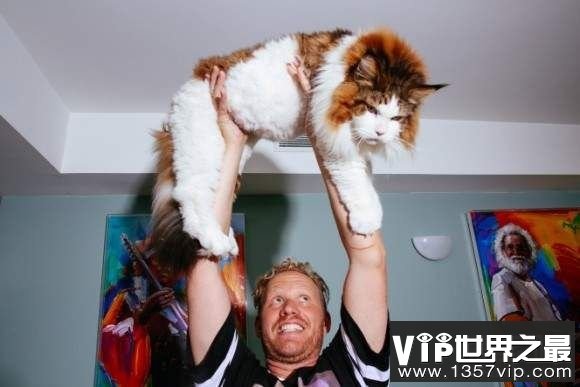 世界上最大的猫：纽约巨猫Samson，体长1.22米（巨型大猫）