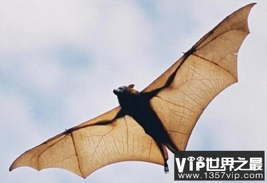世界上最大的蝙蝠，马来大狐蝠不吃肉(183厘米宽)