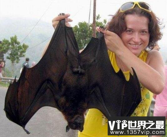 世界上最大的蝙蝠，马来大狐蝠不吃肉(183厘米宽)