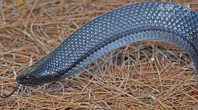 森林王蛇真能能免疫响尾蛇毒吗？森林王蛇是美国最大的蛇类