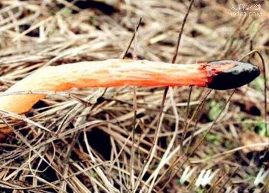 世界上最臭的蘑菇(红鬼笔)：带着鸡屎粘液的菌男人们都争着吃
