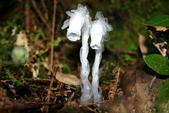 “冥界之花”水晶兰 传说可起死回生