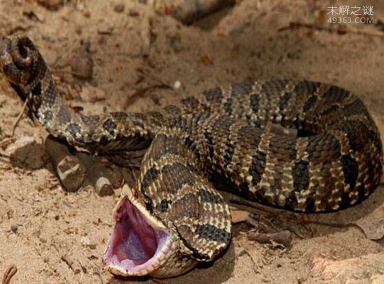动物界奥斯卡得主猪鼻蛇，世界上最会装死的蛇