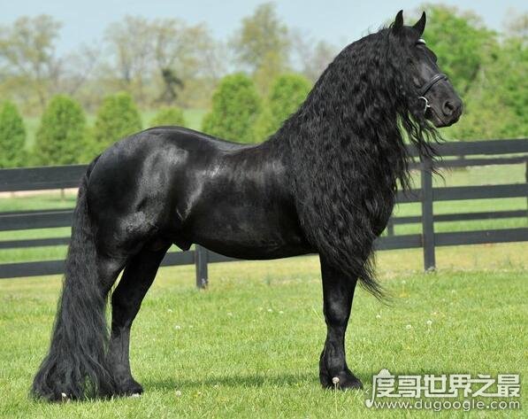 世界上最帅的马，腓特烈二世一头飘逸秀发(后宫母马1.25万)