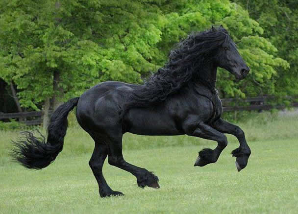 世界上最帅的马，腓特烈二世一头飘逸秀发(后宫母马1.25万)