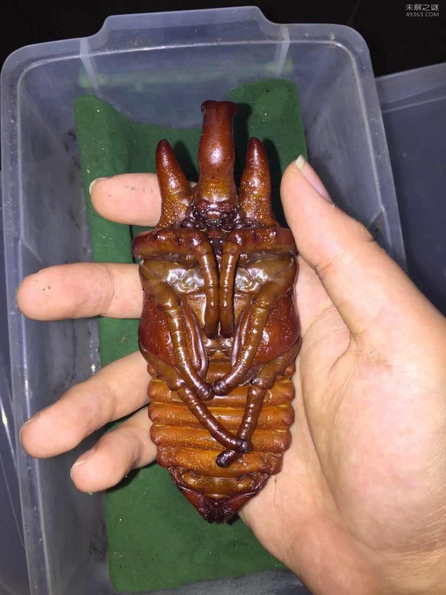 亚克提恩大兜虫，世界上最重的大兜虫(历时三年成功羽化)