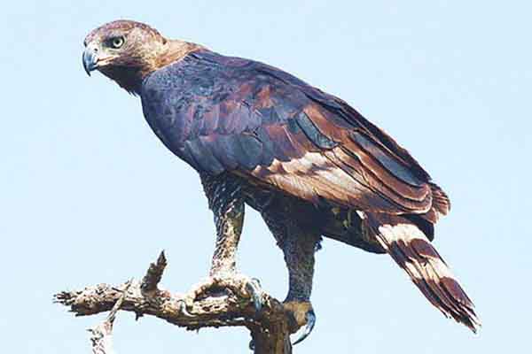 世界上最危险的10种鸟:非洲冕雕