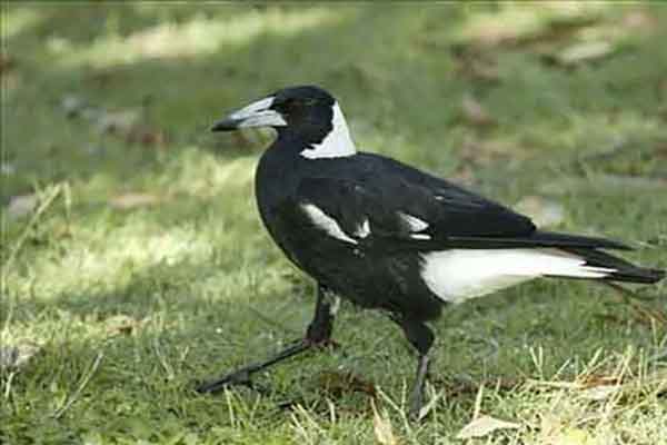 世界上最危险的10种鸟:黑背钟鹊