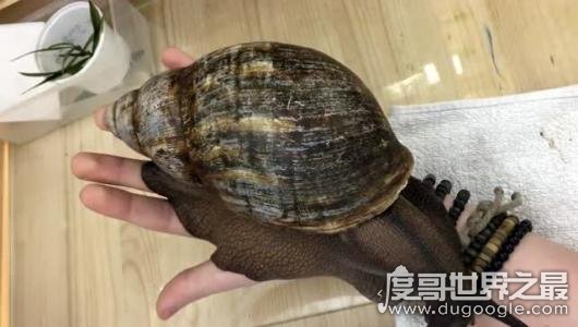 世界上最大的蜗牛，非洲大蜗牛比手掌还大(长39.3cm/重900g)