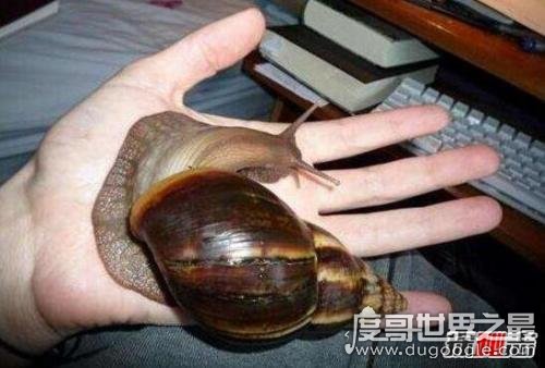 世界上最大的蜗牛，非洲大蜗牛比手掌还大(长39.3cm/重900g)