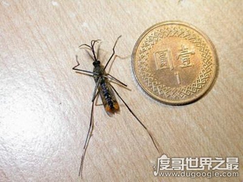 现存世界上最大的蚊子，华丽巨蚊体长约35mm(不吸血)