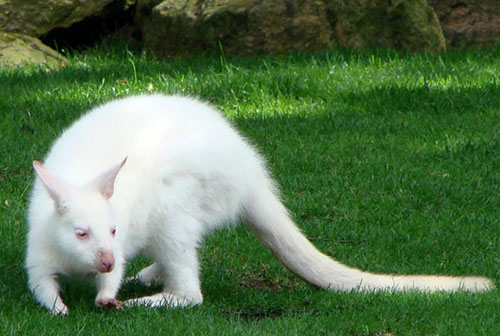 世界十大白化症动物，纯白色的松鼠世界上仅有一只