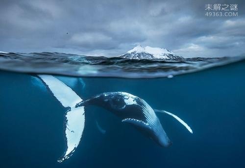 北极露脊鲸寿命可达268岁，每两年生育一个鲸宝宝