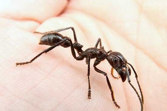 子弹蚁世界上咬人最痛的一种蚂蚁 痛感炙烤痛感并且维持24小时