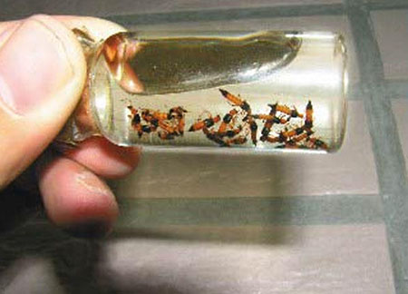 硫酸蚁该如何消灭：人被硫酸蚁咬后怎么处理?