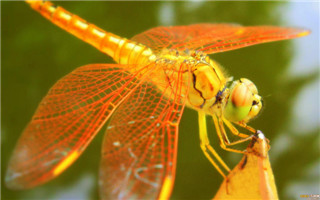 蜻蜓吃什么？蜻蜓会吃自己的尾巴吗?蜻蜓是害虫还是益虫？