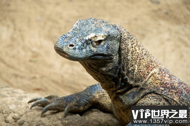 世界上最毒的蜥蜴，科莫多拉巨蜥含剧毒捕食同类(残忍)