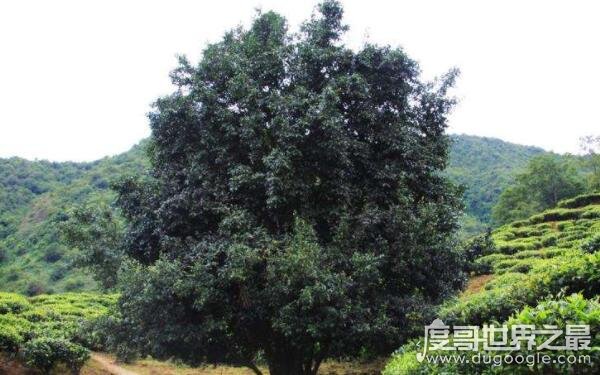 世界上最大的茶树，树龄已超过3200年（茶树王）