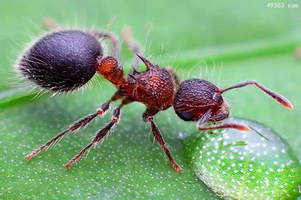 切叶蚁怎样获得磁罗盘的？