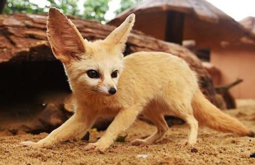 耳廓狐在中国可以养吗?超级大耳朵非常可爱