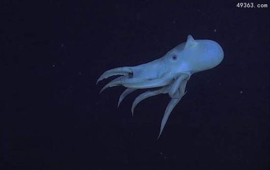 盘点十大最怪异海洋生物，我的深海恐惧症好了