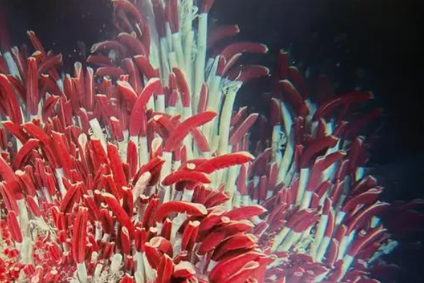 寿命最长的海洋生物