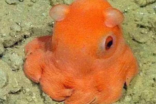 世界最能潜水的十大动物