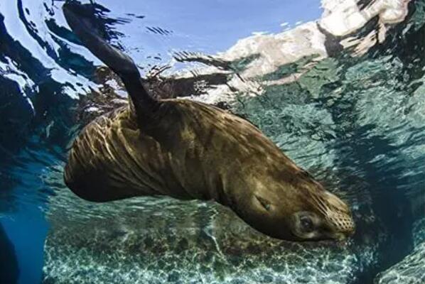 世界最能潜水的十大动物